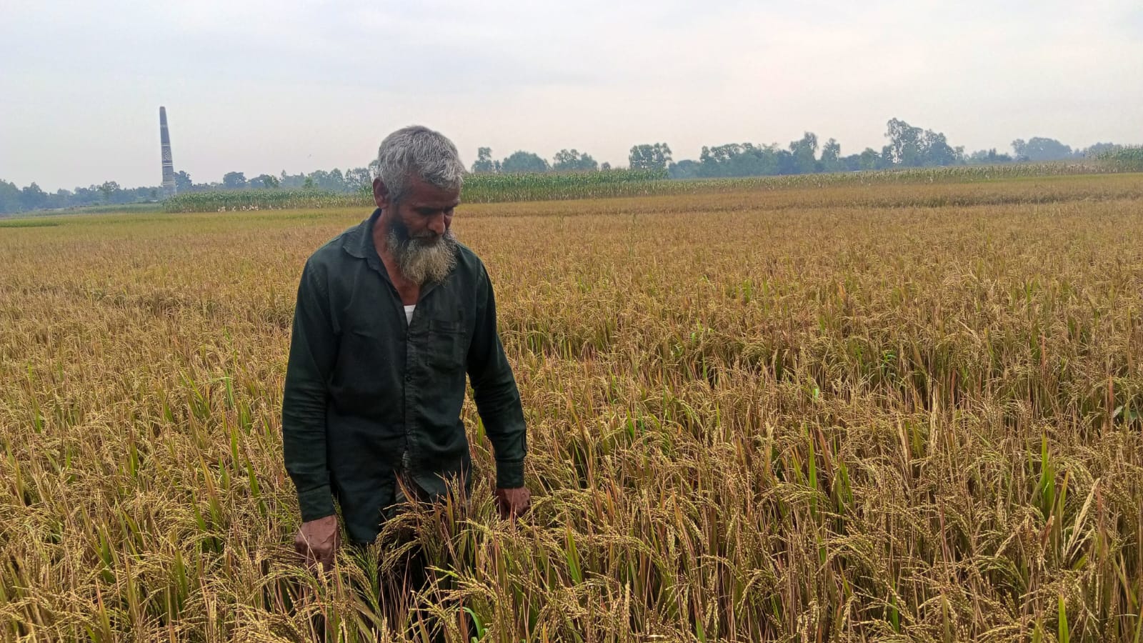 রাজিবপুরে ইটভাটার ধোঁয়ায় ৪০ বিঘা জমির ধান নষ্টের অভিযোগ