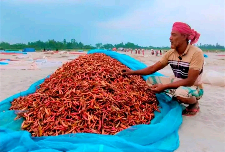 দেওয়ানগঞ্জে বিরূপ আবহাওয়ায় মরিচের ব্যাপক ক্ষতি, লোকসানে চাষিরা