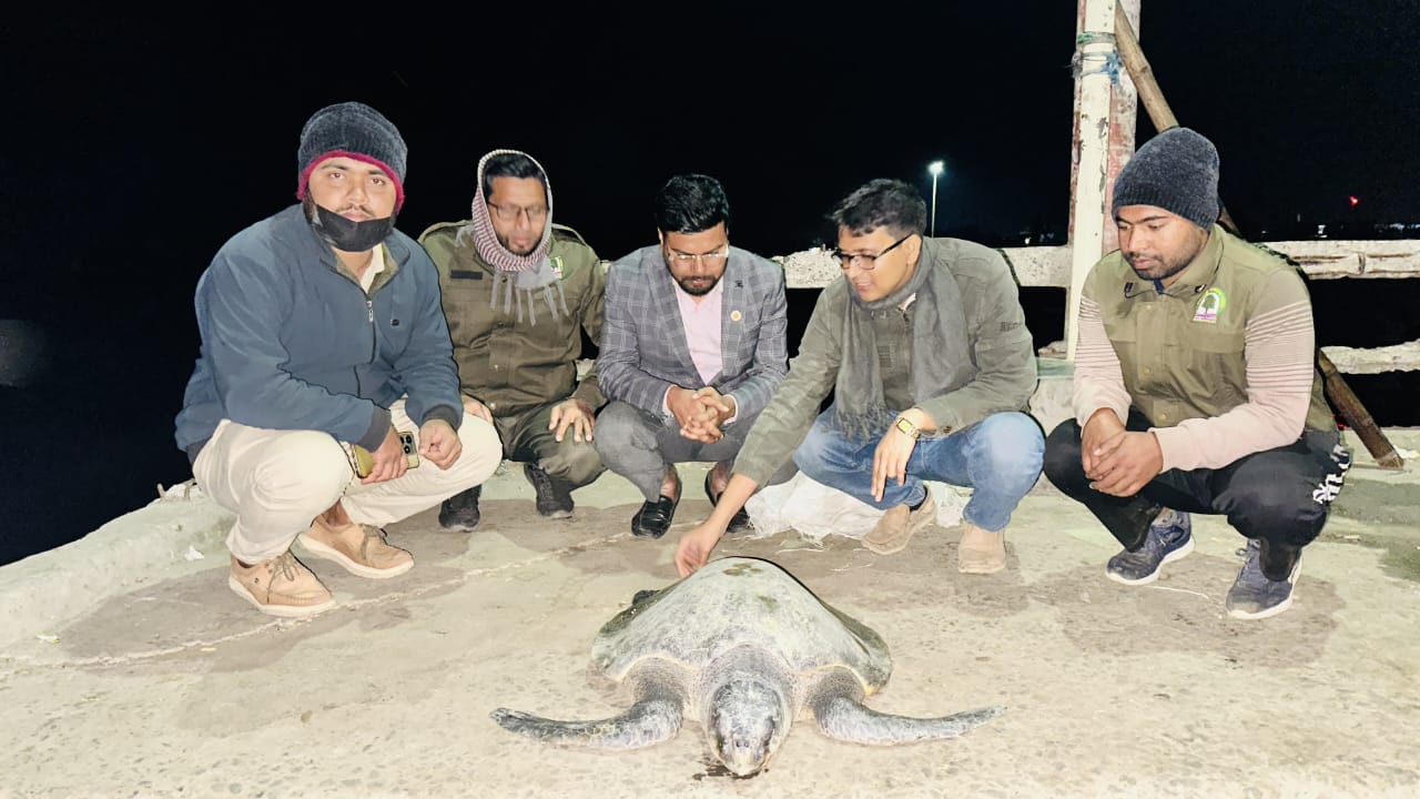 গভীর রাতে বিপন্ন প্রজাতির কচ্ছপ উদ্ধার করে সাগরে অবমুক্ত করলো বনবিভাগ