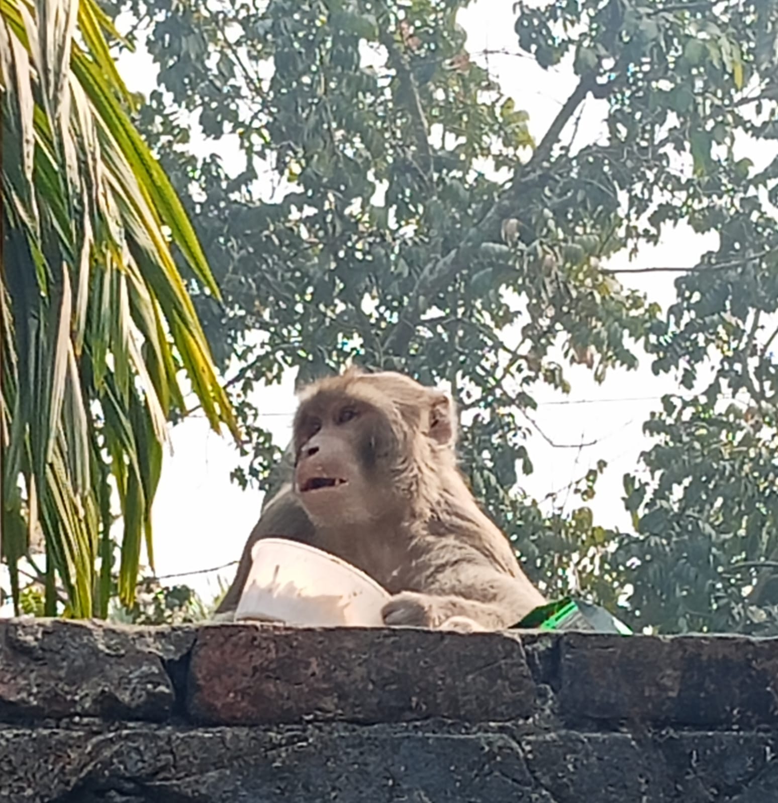 ঠাকুরগাঁও রোডে বানরের উৎপাত, আতঙ্কে এলাকাবাসী