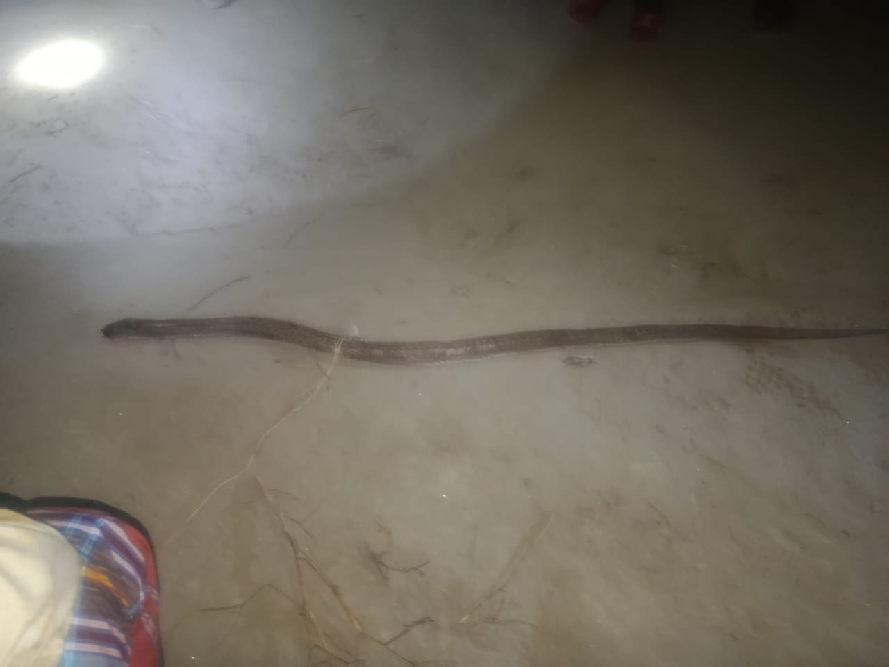 বকশিগঞ্জ উপজেলার ৪ নং সাধুর পাড়ার কামালের বাত্তি বালুর গ্রামে শাকিলের বাড়িতে বিশাল বড় সাপ