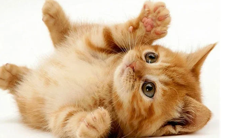 মোহাম্মদপুরে পোষা বিড়াল হত্যার অপরাধে এক ব্যক্তির ৬ মাসের কারাদণ্ড প্রদান