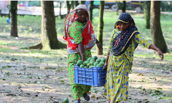 নওগাঁয় অনিয়ন্ত্রিত আম চাষ: ধানের বাস্তুতন্ত্র ভেঙে বিপাকে গ্রামীণ নাগরিক